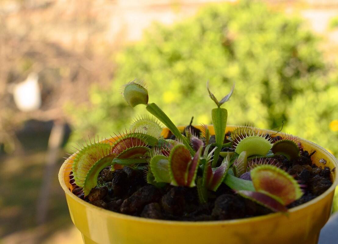 Plante pour repousser les moustiques